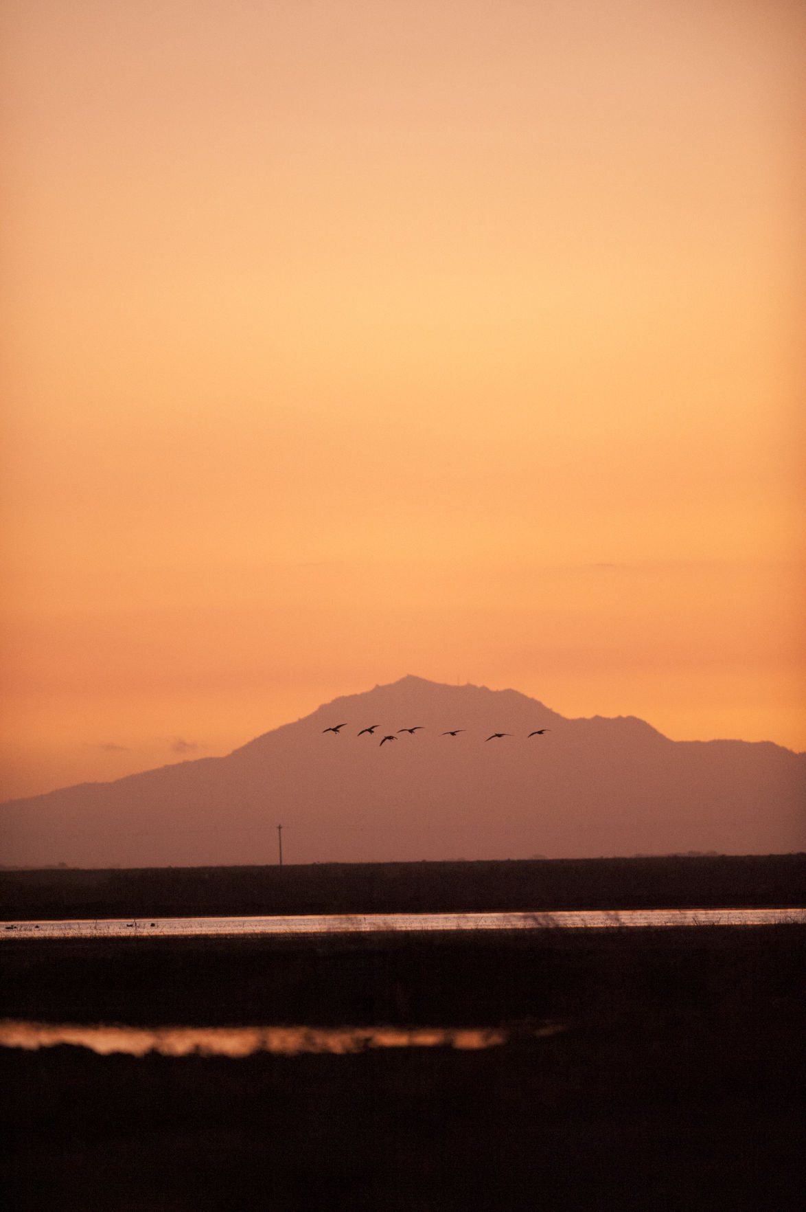 sandhill cranes