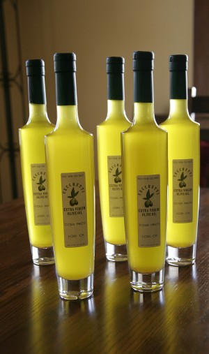 Olive harvest early despite lower temperatures