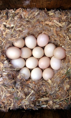 Barn owls
