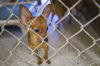 Lodi Animal Shelter overrun with Chihuahuas