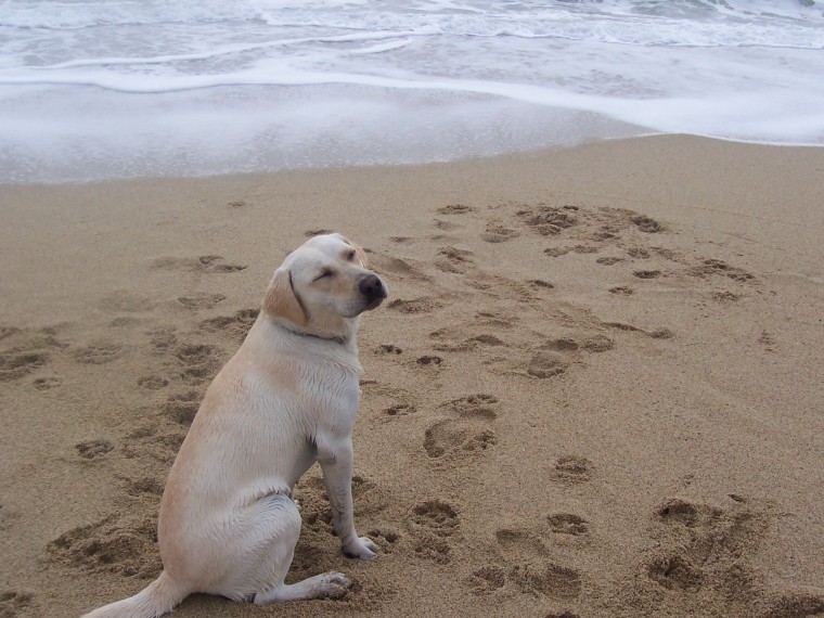 Layla at the beach