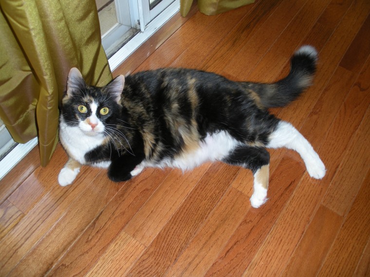 Lola right before giving birth