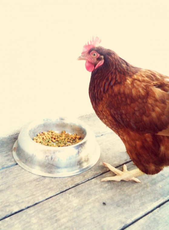 Just call me a farm girl 