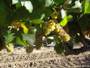 Borra Chardonnay on the Vine