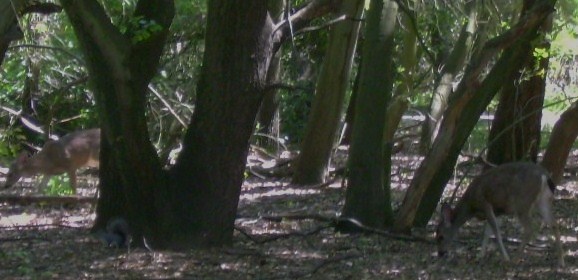 In Wilderness Area Lodi Lake