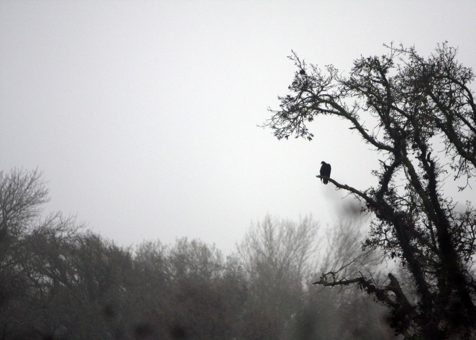 Galt Winter Bird Festival 