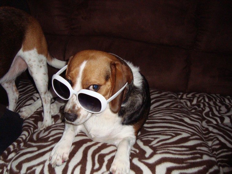 Sexy Beagle