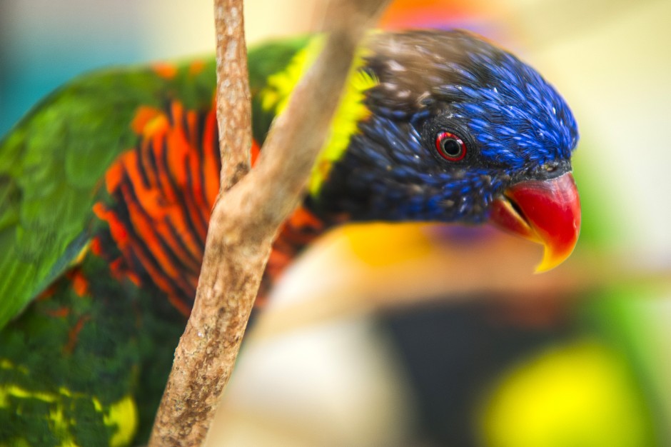 New hires keep Micke Grove Zoo swinging