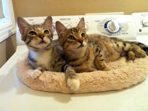 Tail-waggers