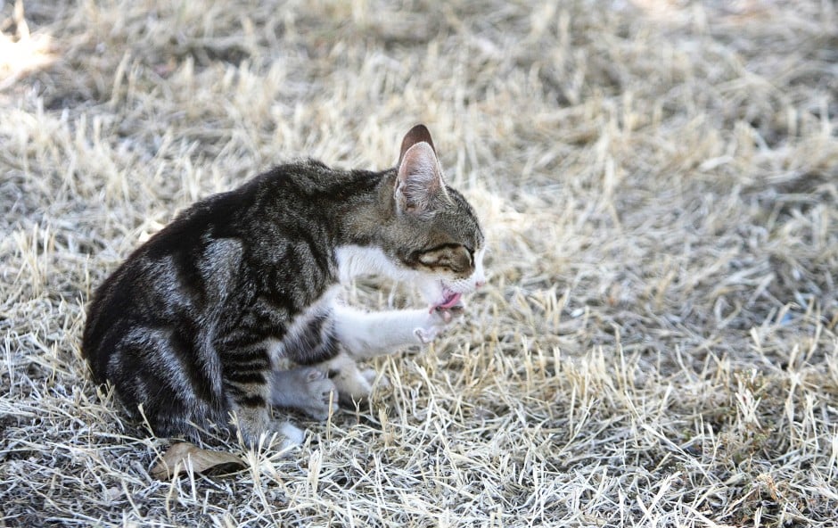 Trap and release program saves money, cats’ lives