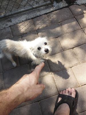 Lodi family shaken after dog attack