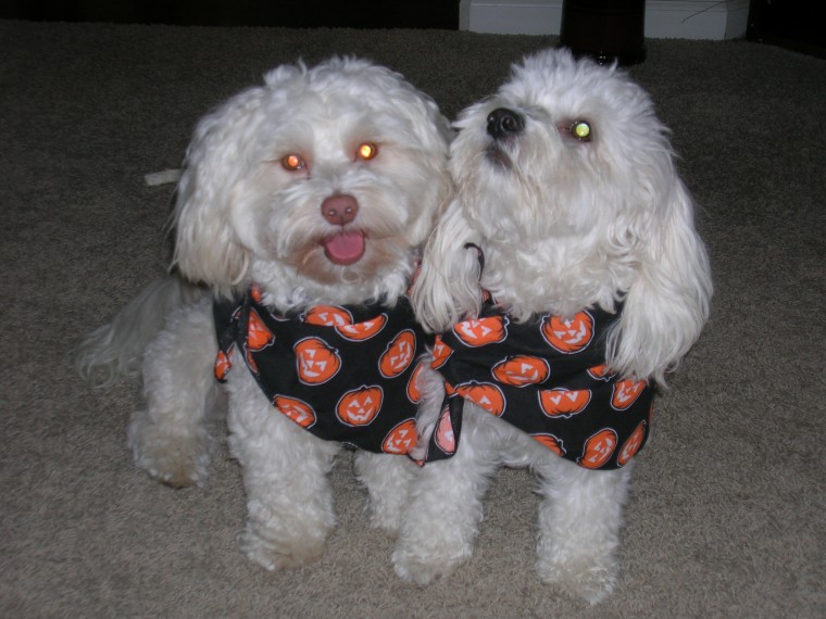 Bailey & Augie Trick or Treaters