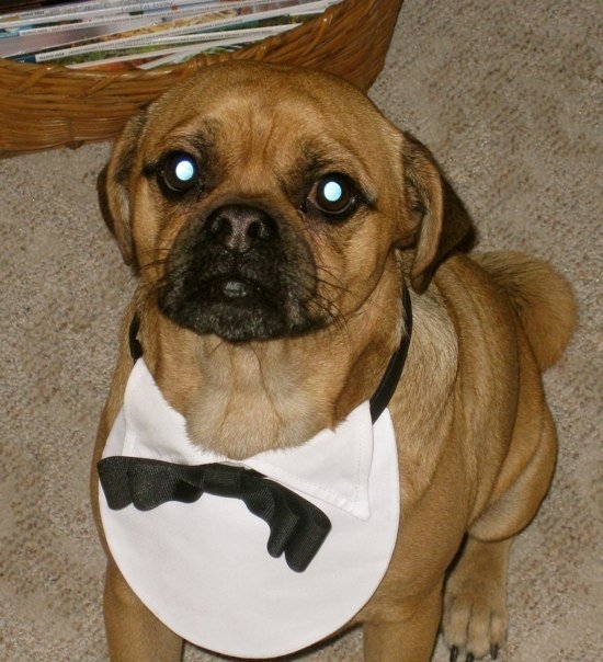 Charlie, the butler