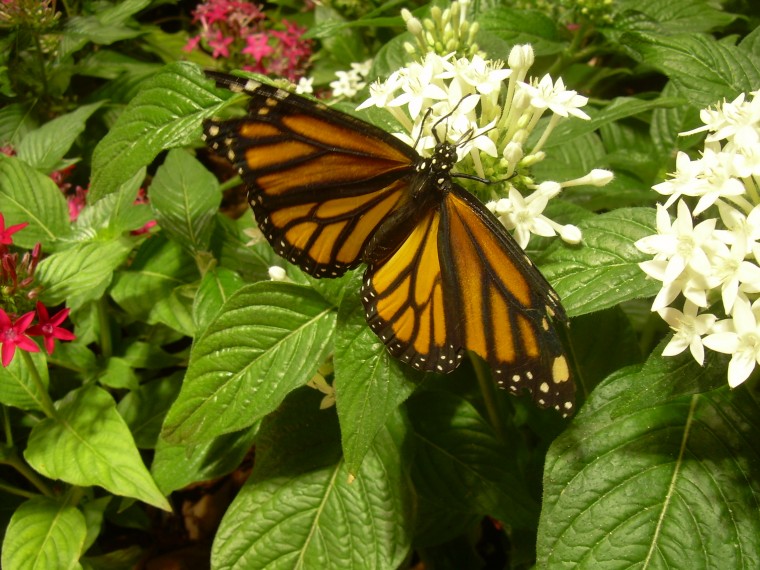 Monarch Butterfly