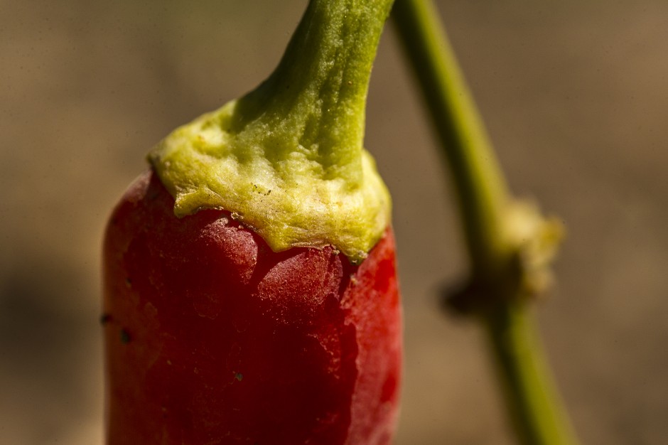 Growing community one tomato, zucchini, watermelon, pumpkin, strawberry at a time 