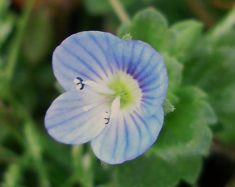I agree that weeds can be beautiful, but I call them wildflowers.