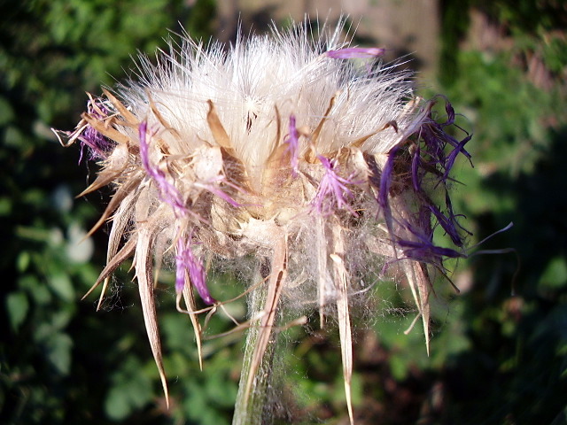 sharp flower