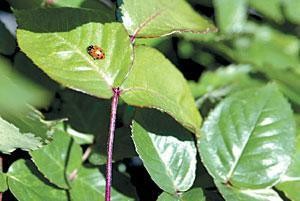 Spring marks beginning of aphid season 