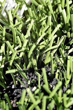 City of Lodi debates pros and cons of artificial turf at Grape Bowl 