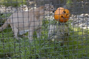 Micke Grove Zoo gets in the Halloween spirit 