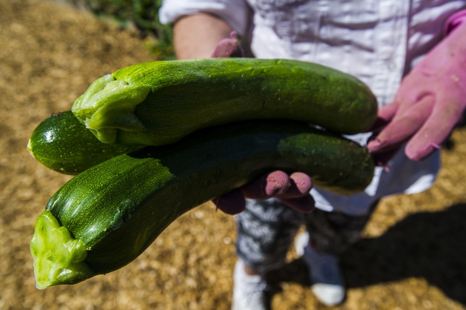 Growing community one tomato, zucchini, watermelon, pumpkin, strawberry at a time 