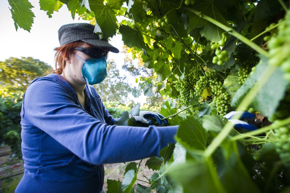 Toiling in the vineyards