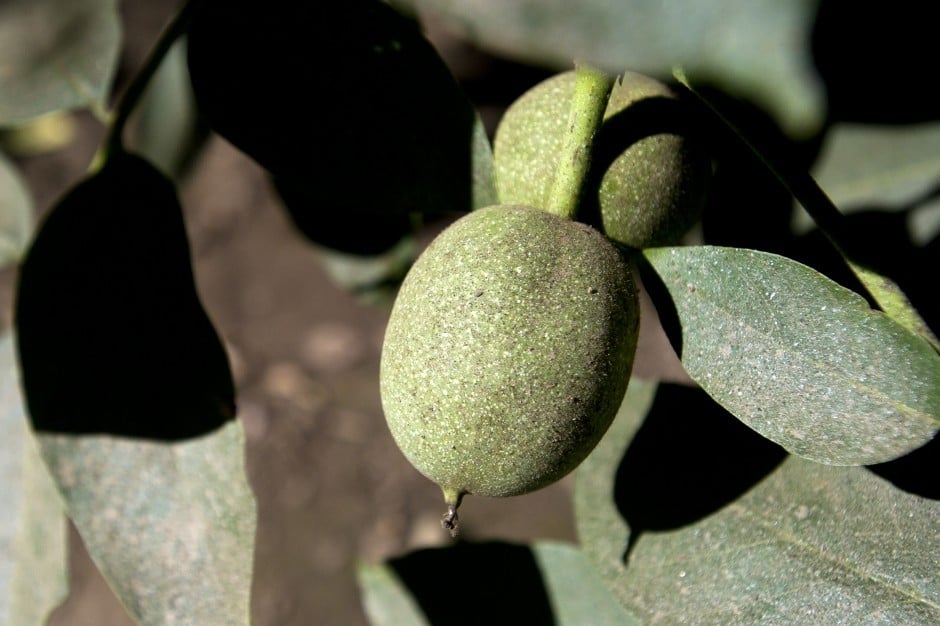Walnut orchard in Lockeford protected from development