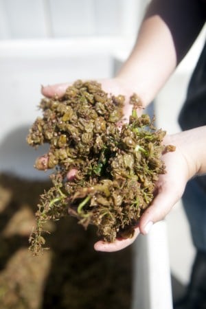 Stomping fresh grapes into Chardonnay