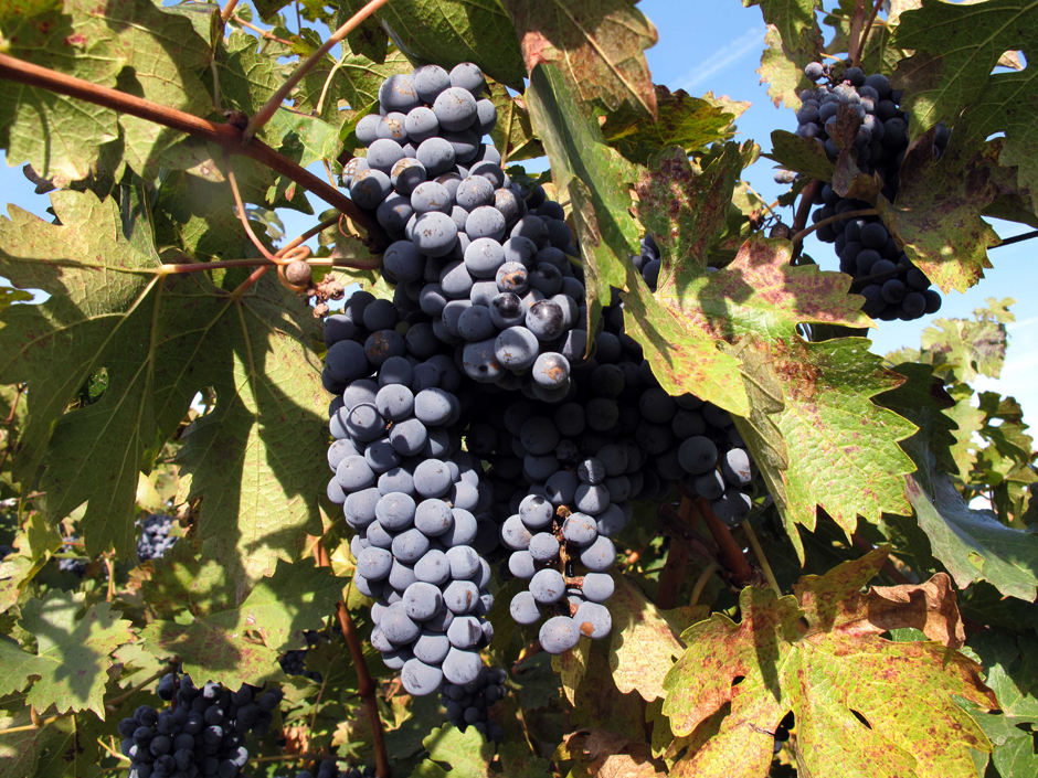 Fresno professor works to grow a later, tastier grape