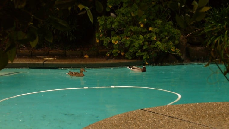 Unexpected pool guests