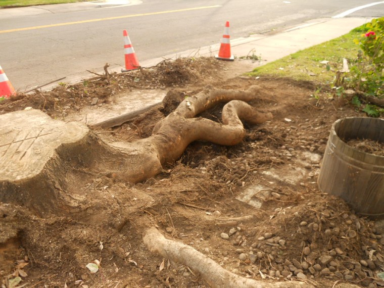 Big Roots