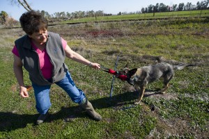Cadaver dogs can play a key role in high-profile murder investigations