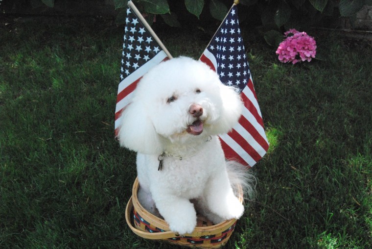Teddy gets ready for the 4th of July