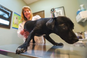 Acampo’s Greg Rosato rescues patched-up pooch