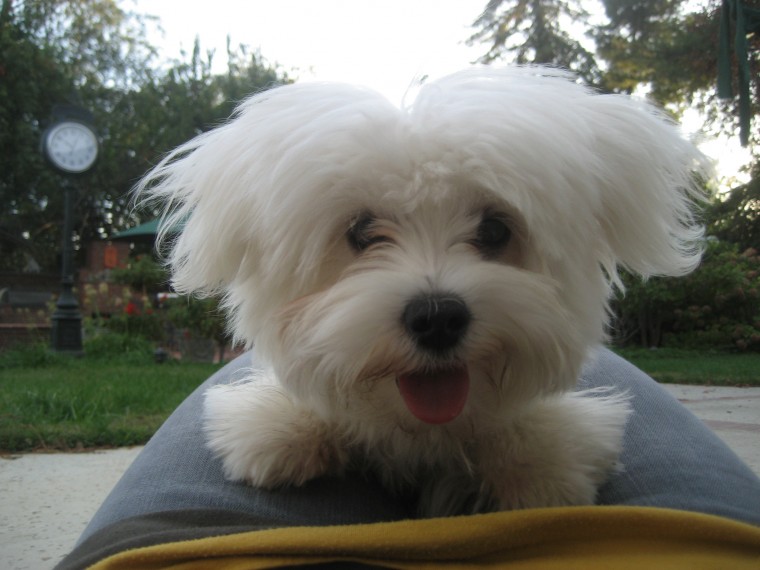happy puppy