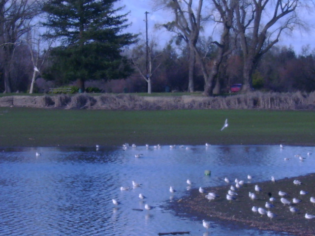 Lodi Lake Sea Gulls