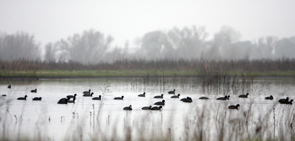 Galt Winter Bird Festival 