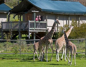 See African wildlife at Safari West