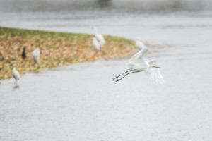 Storm Swamps Lodi: An egret takes flight at Beckman Park in Lodi during the heavy rain on Friday, Nov. 30, 2012. Beckman, Kofu and Henry Glaves parks filled with water during the storm.
 - Photo by Dan Evans/News-Sentinel