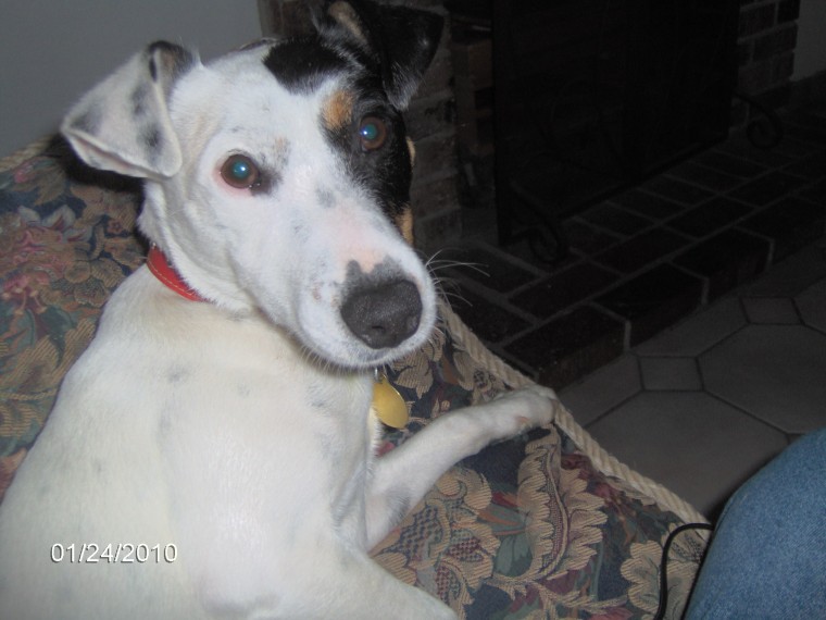 My dog Otto