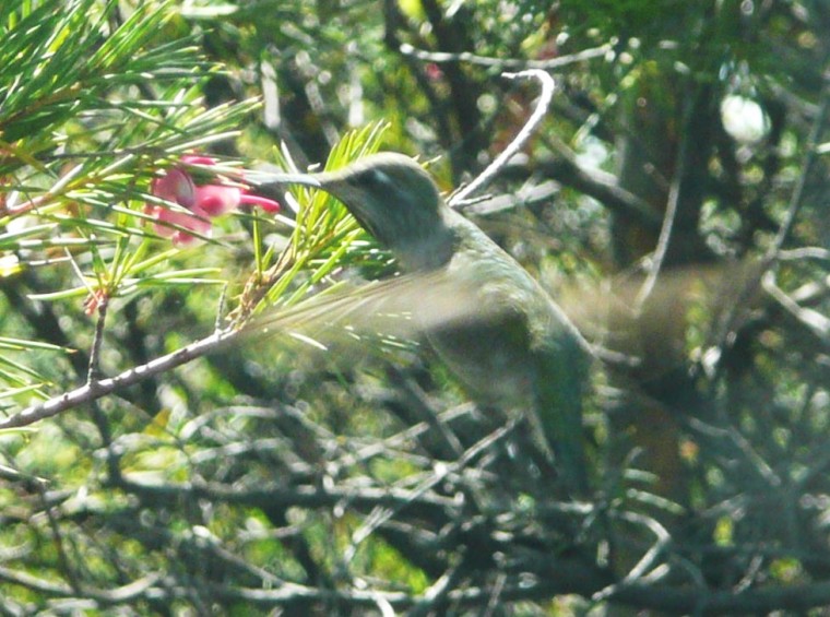 A LITTLE HUMMING BIRD