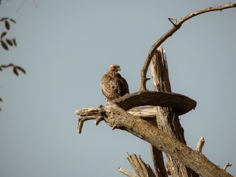 hawk from Lodi Lake Park