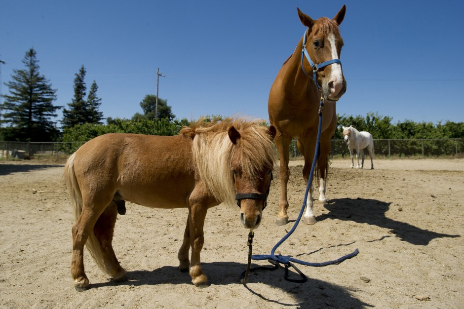 Mini horses bring big smiles to local kids