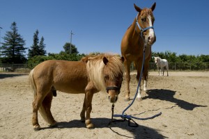 Mini horses bring big smiles to local kids