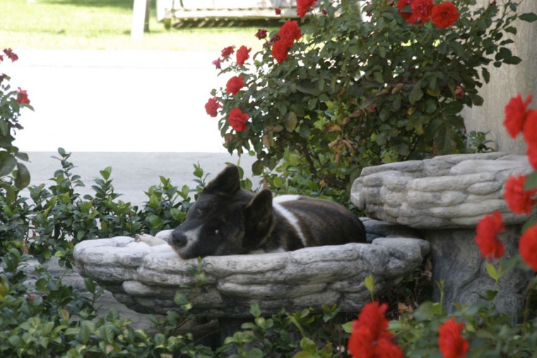 Rudy has taken over our fountain