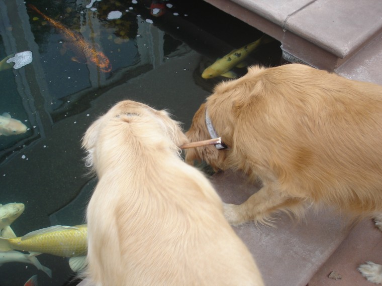 Checking out Grandpa's koi pond