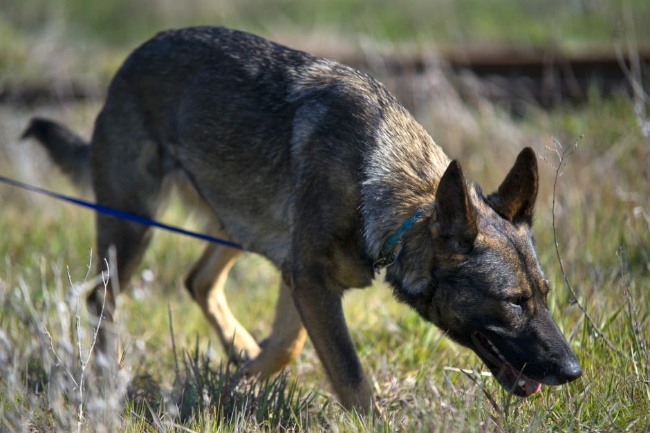 Cadaver dogs can play a key role in high-profile murder investigations