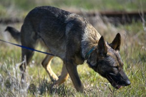 Cadaver dogs can play a key role in high-profile murder investigations