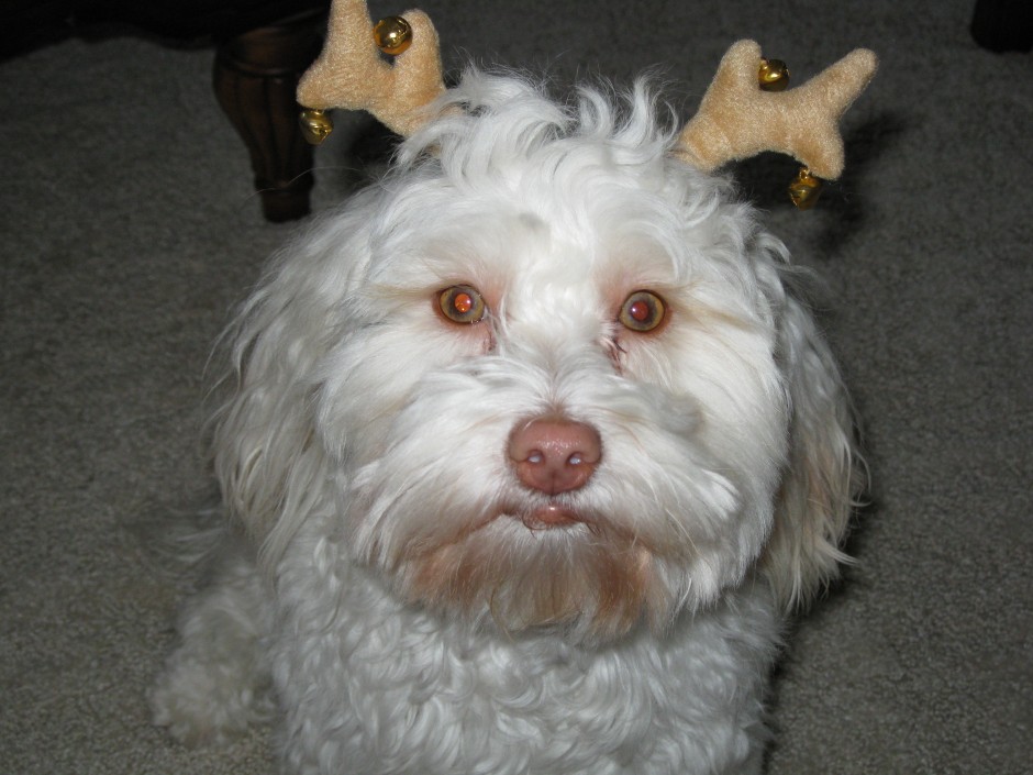 Rudolph’s Back-up