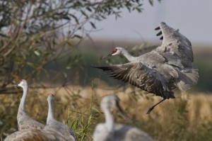 Cranes gather in wetlands to avoid predators.